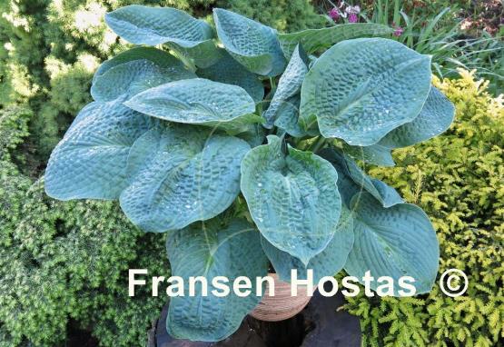 Hosta Clear Fork River Valley